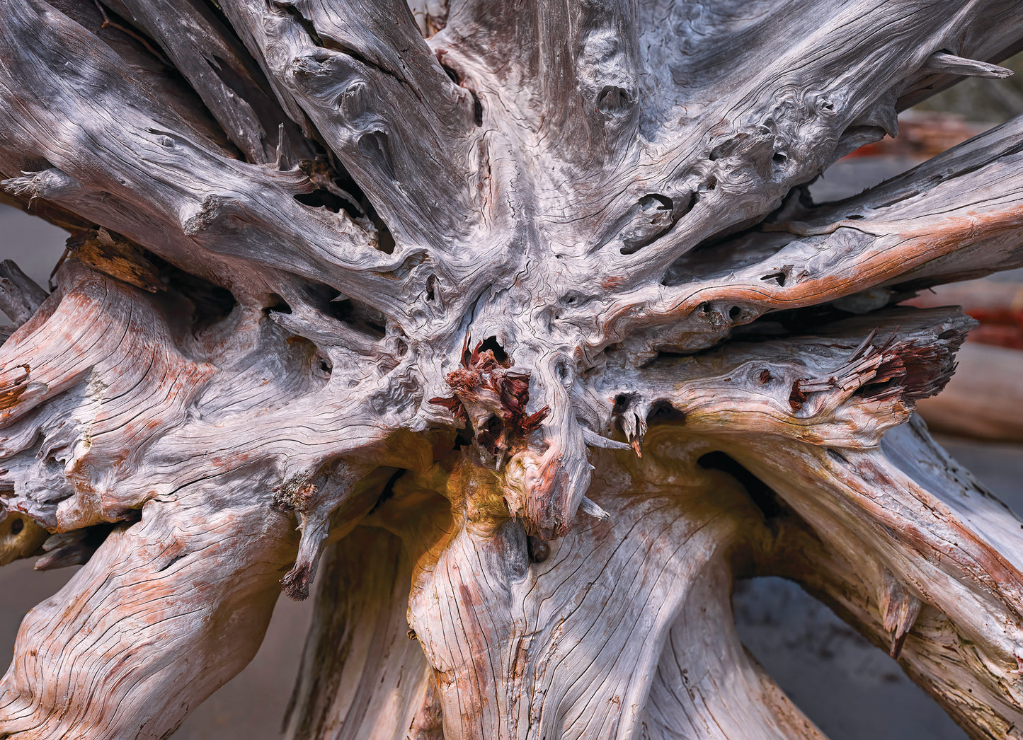 5x7 Art Cards - Uprooted