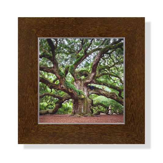 5x5 Framed Giclee -  Angel Oak
