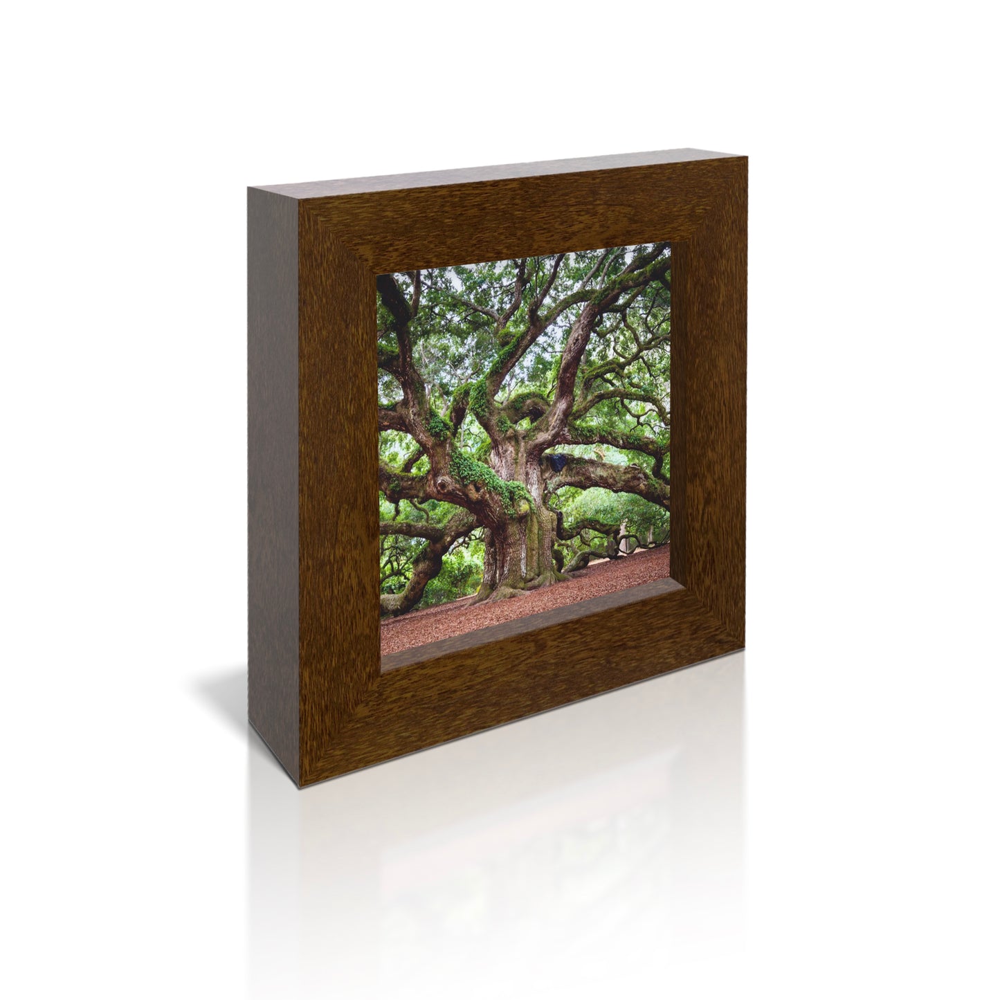 5x5 Framed Giclee -  Angel Oak