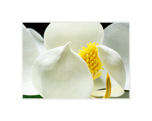 Matted Giclee - Southern Magnolia