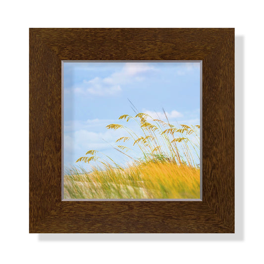 5x5 Framed Giclee -  Dune Grass