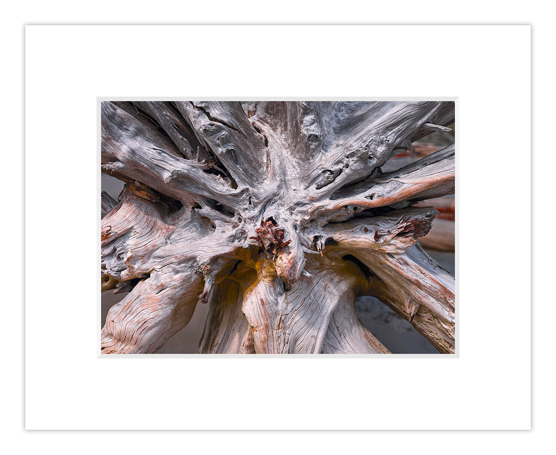 Matted Giclee - Uprooted