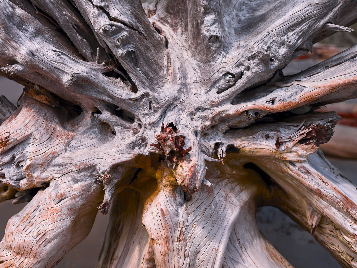 Matted Giclee - Uprooted