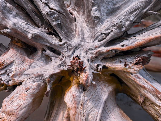 Uprooted